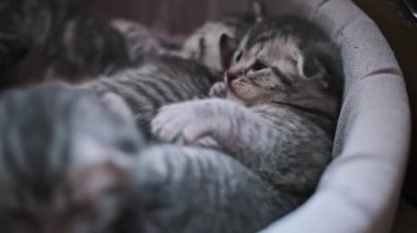 Gri ve beyaz kürklü genç bir İskoç kedi yavrusu kardeşleriyle çevrili rahat bir kedi yatağında oynar ve kendini tımar eder..