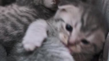 Şirin bir İskoç kedisi özenle kendini tımar eder, esnek vücudu ve pembe diliyle doğal hayvan bakımını ön plana çıkarır..