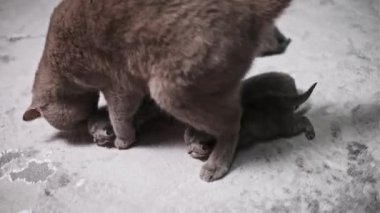 Sevgi dolu bir İskoç kedisi, yeni doğmuş yavrularını beslenme ve bakımı için emzirir. Bu iç açıcı sahne anne ve çocuk arasındaki bağı gösteriyor..