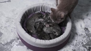 Bir İngiliz Shorthair anne kedisi yumuşak bir yatakta yuvalanmış yavru kedilerini nazikçe kontrol eder. Yürek ısıtan bir kedi aile aşkı sahnesi.