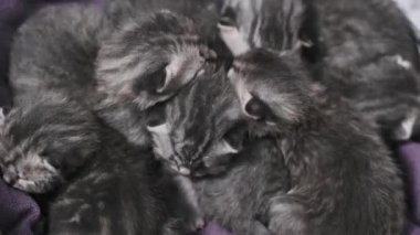 Altı küçük gri İskoç kedi yavrusu, gözleri kapalı, evcil hayvan yatağında mışıl mışıl uyuyor. Bu iç açıcı sahne huzur ve rahatlığı çağrıştırıyor..