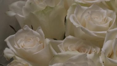 Yakın planda aromatik beyaz güllerin yumuşak desenli ve zarif estetik çekicilikli romantik sunumu görülüyor. Video, narin çiçek güzelliğini yakalıyor ve romantik kavramları çağrıştırıyor..