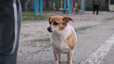 Küçük, kahverengi ve beyaz bir sokak köpeği bir şehir caddesinde durur, sahibine dikkatle bakar, arka planda oyun ekipmanları görünür. Çekim şehir yalnızlığı hissi veriyor..