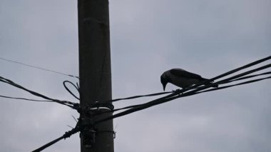 Kapüşonlu bir karga elektrik kablolarına tünemiş, sessiz, bulutlu bir gökyüzüne kurulmuş, katı, doğal bir şehir kontrastı yaratıyor..