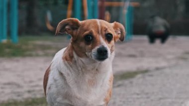 Küçük, kahverengi ve beyaz bir köpek yakın plan bir oyun parkının yanında duruyor, kafası yana dönük.