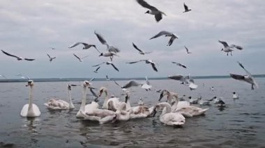 Kuğular ve martılar bir gölde toplanır, bulutlu gökyüzünün ortasında yemek için yarışırlar. Bu büyüleyici sahne, bu zarif kuşların doğal ortamlarındaki etkileşimlerini gösteriyor..