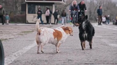 Bulanık bir günde arka planda iki küçük, oyuncu köpek, bulanık insanlarla ve bisikletçilerle asfalt bir yolda karşılaşır..