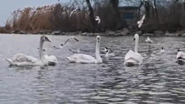 Bir grup beyaz kuğu ve martı sakince gölde yüzüyor, sakin ve soğuk bir ortamda doğal yaşam davranışı sergiliyorlar..