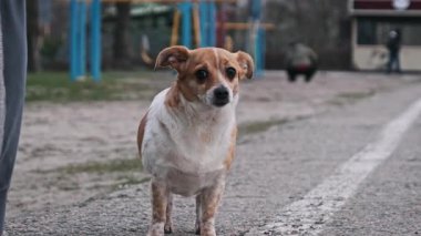 Küçük, kahverengi ve beyaz bir sokak köpeği asfalt bir alanda durup etrafa bakar, muhtemelen yiyecek ya da sahibini arar, ve arka planda odaklanamayan bir insan vardır..
