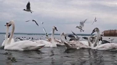 Sığ sularda yoğun olarak beslenen beyaz kuğuların ve martıların yakın çekimi, etkileşimlerini ve bulutlu, dinamik çevreyi vurgulayarak, doğal hayvan davranışlarını resmediyor..