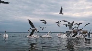 Bulutlu bir günde gölde yüzen kuğu ve martıların yavaş çekim görüntüleri..
