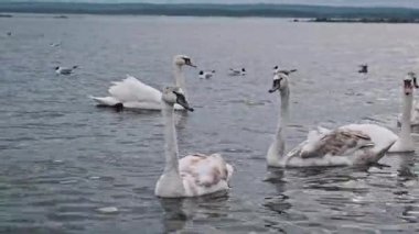 Birkaç beyaz ve gri kuğu sakin bir göl boyunca yavaşça süzülerek arka planda kuşların olduğu sakin bir doğal manzara yaratırlar. Kuğuların suyla etkileşimine odaklanır.