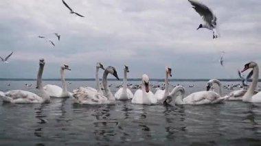 Suyun üzerinde sayısız beyaz kuğu ve martı toplanır. Üzerlerinde gri, bulutlu bir gökyüzünün zeminine kurulmuş martılar uçar..