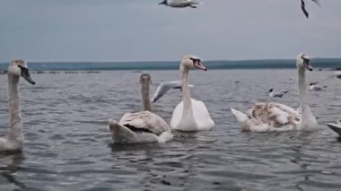 Birkaç beyaz ve gri kuğu, bulutlu, bulutlu bir gökyüzünde uçan martılarla sakince bir gölde yüzerek, sakin bir vahşi yaşam sahnesi oluştururlar..