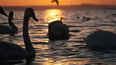 Canlı, altın bir günbatımında dalgalı suda zarifçe yüzen kuğu siluetlerini yakından görüyoruz. Uzakta uçan kuşlar gibi güneş göl yüzeyine güzel bir şekilde yansıyor..