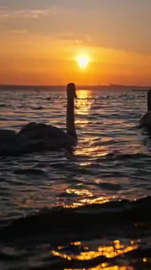 Güzel bir altın gün batımında sakin deniz sularında yüzen zarif kuğu siluetlerinin dikey videosu. Bir çift kısa bir süre boyunlarıyla bir kalp şekli oluşturur, sıcak ışığı yansıtır..