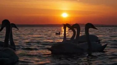 Suyun üzerinde yüzen sayısız kuğunun güzel siluetleri batan güneşi yansıtan parlak altın bir patikayla vurgulanıyor. Sihirli alacakaranlıkta çekilen sakin bir vahşi yaşam gösterisi