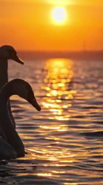 Birkaç güzel kuğu canlı turuncu bir gün batımına karşı durgun göl sularında yüzüyor. İçmek için başını nazikçe suya daldıran biri, etrafında parıldayan altın güneş yansımalarıyla. Dikey video.