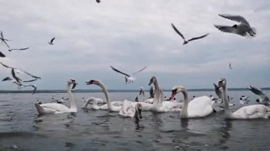 Bir grup beyaz kuğu ve martı sakin bir gölde toplandı, etkin bir şekilde beslendiler ve etkileşime geçtiler, bulutlu, bulutlu bir gökyüzünün arka planıyla, doğal, sakin bir sahne yarattılar..