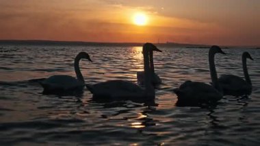Zarif beyaz kuğu sürüsü sersemletici bir altın gün batımında sakin göl yüzeyinde zarifçe yüzer. Koyu renk siluetleri, suyun üzerindeki parlak güneş yansımasıyla çok güzel tezat oluşturuyor..