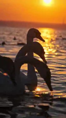 Güzel bir altın saat gün batımında sakin suda birlikte yüzen zarif beyaz kuğuların yakın görüntüsü, siluetleri parlak yansımalara ve turuncu gökyüzüne karşı titrer. Dikey video.