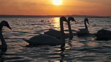 Canlı turuncu bir gün batımına karşı siluet oluşturan zarif kuğular, altın ışığı yansıtan sakin bir suda huzur içinde yüzüyorlar. Gölde ya da nehirde alacakaranlıkta sakin vahşi yaşam sahnesi.