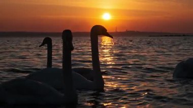 Güzel turuncu bir gün batımında sakin göl sularında huzur içinde yüzen zarif kuğu siluetleri. Güneşin parlak yansıması sakin yüzeyde çarpıcı bir altın yol yaratır..