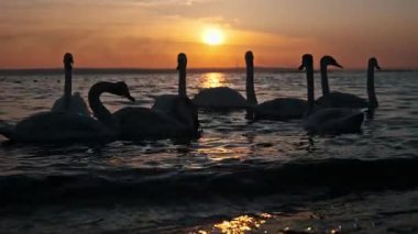 Düşük açı perspektifi, resimli bir günbatımında dalgalanan suda süzülen büyük bir zarif kuğu sürüsünü yakalar. Altın güneş ışığı, karanlık su yüzeyine çok güzel yansıyor..