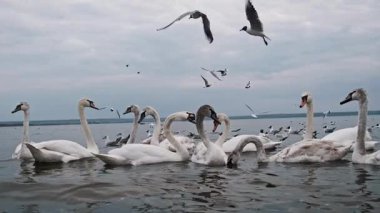 Kuğular ve martılar suda birlikte beslenir, 240 fp 'de yakalanırlar. Diğer martılar başımızın üstünde daireler çizerek yavaş çekimde göle akın ediyorlar..