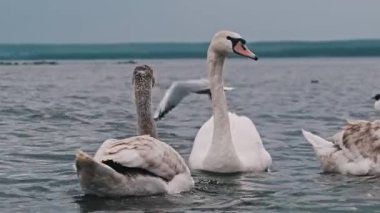 Yetişkin ve genç cygnetler de dahil olmak üzere bir grup kuğu gölde zarifçe yüzüyor ve arka planda martılar uçuşuyor..