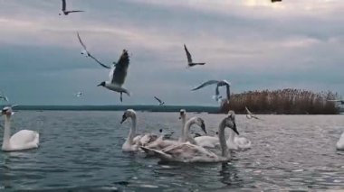 Kuğular ve martılar bulutlu bir günde bir gölde toplanırlar. Martılar tepemizde uçarken kuğular zarif bir şekilde yüzeye çıkar..