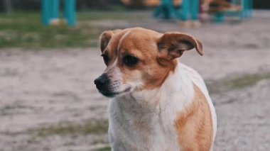 Küçük, kahverengi ve beyaz bir köpek, oyun parkının yanındaki asfalt bir yolda duruyor, merakla etrafa bakıyor..