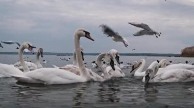 Birkaç beyaz kuğu aktif olarak suda besleniyor, martılarla çevrili, kasvetli ve bulutlu bir gökyüzünün altında, sahne sakin bir ortamda doğal yaşam etkileşimini vurguluyor..