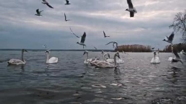 Bir beyaz ve gri kuğu sürüsü göl üzerinde yüzer, etrafında uçan ve suya inen sayısız martı vardır dinamik, doğal bir şekilde..