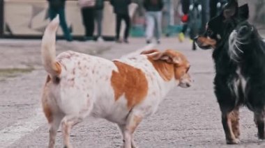 İki küçük köpek, bir benekli ve bir siyah, kaldırımlı bir yolda yürürler, kuyrukları yavaşça sallanarak çevrelerini merakla keşfederler..