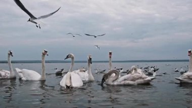 Beyaz kuğular ve gri martılar, 240 fps hızla büyük bir gölde ağır çekimde toplanırlar. Dalgalar suya yayıldı kasvetli, bulutlu bir gökyüzünün altında.