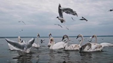 Bir grup kuğu ve martı gölün yüzeyinde zarif bir şekilde geziniyor, bulutlu bir arka planda çılgınca besleniyorlar. Sahne, bu çeşitli kuş türlerinin ortak dinamiklerini yakalar.