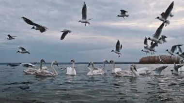 Martılar uçarken kuğular zarif bir şekilde dalgalanan suyun üzerinde yüzerler ve yukarıda daireler çizerek doğal ortamdaki kuş aktivitelerinin dinamik bir sahnesini oluştururlar..