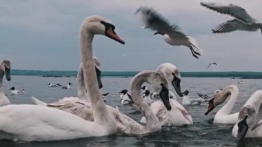 Bulutlu gökyüzünün altındaki gölün üzerinde kuğu ve martıların yakın çekimi. Bazı kuğular gri ve beyaz tüylerle daha gençtir, martılar uçuşurken birbirleriyle zarif bir şekilde etkileşirler..