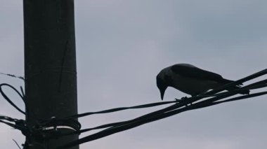 Yalnız bir karga, güç hatlarında sessiz bir gökyüzüne tünemiş. Karanlık silueti, soluk arkaplan ile tamamen zıtlık yaratıyor. Şehir yaban hayatı duygusunu çağrıştırıyor..