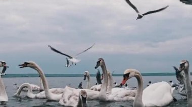 Kuğular ve martılar bulutlu bir günde gölde birlikte besleniyorlar. Bazı kuğular diğerlerinden daha gençtir, gri tüyleri vardır..