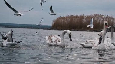Yakın çekim, arka planda sazlıklar ile suda etkileşen kuğu ve martıların yavaş çekim görüntüleri..