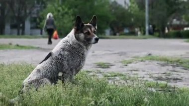Orta boy bir atış, toprak yolun yakınındaki yeşil çimlerin üzerinde oturan gri, beyaz ve siyah bir sokak köpeğini gösteriyor. Köpek, ayağa kalkıp yürümeden önce arka planda yürüyen birini gözlemler..