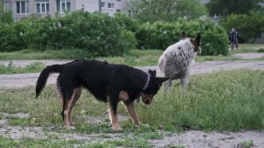 Siyah ve bronzlaşmış bir sokak köpeği çalıların yakınındaki çimenli zemini koklarken, gri benekli bir arkadaş yakınlarda dikiliyor. Uzak kentsel arkaplanda bir yayanın yürüdüğü görülüyor.