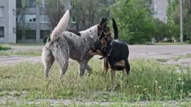 İki sokak köpeği şehir bölgesinde yeşil çimlerde etkileşime girer. Daha büyük gri ve beyaz benekli bir köpek, daha küçük siyah ve taba renkli bir köpeğe arkadan yaklaşır ve kısa bir süre için bu davranışı sergilemeye çalışır..