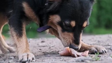 Detaylı yakın plan, kirli zeminde uzanmış çivili mor yakalı siyah ve bronz bir köpek, dikkatle çiğneyen ve yalayan çiğ bir et parçası, pençeleri toprak zemin üzerinde sabit tutuyor.