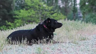 Açık yeşil çimlerin üzerinde huzur içinde yatan evsiz siyah bir köpeğin orta boy fotoğrafı. Serseri hayvan, şehir zemininde dinlenirken, dış çevresini gözlemlerken ara sıra başını çevirir..
