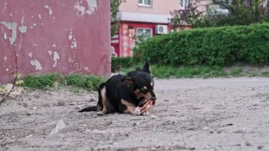 Yakalı küçük siyah ve bronzlaşmış sokak köpeği kırmızı duvarın yanındaki toprak yolda yatıyor ve dikkatle sokakta bulunan bir et parçasını kemiriyor. Arka planda çalılar ve binalar olan şehir merkezi.