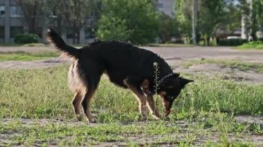 Orta boylu, siyah tenli, tasma takan bir sokak köpeği dikkatle koklar ve şehir parkındaki yeşil çimlerin üzerinde bulunan bir şeyi yer. Dışarıdaki ısırıklar arasında dikkatlice etrafa bakar..
