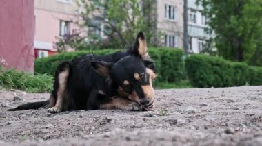 Düşük açı, toprak zeminde yatan ve kemikleri çiğneyen siyah ve bronz bir sokak köpeğini yakalar. Bulanık arkaplanda görünen bina ve yeşil çalılıklara sahip kentsel ortam olay yerine bağlam ekler